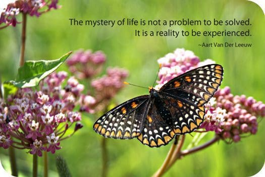 change and transformation needed more time know butterflies higher purpose