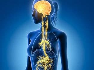 vagus nerve